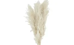 ASA SELECTION Trockenblumen