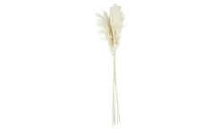 ASA SELECTION Trockenblumen