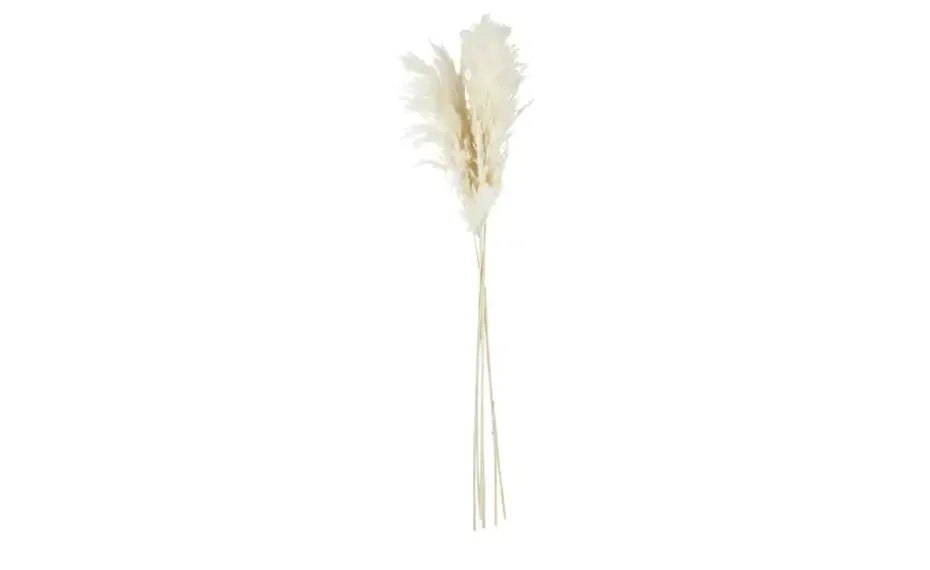 ASA SELECTION Trockenblumen