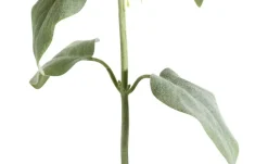 Kunstblume Monarda