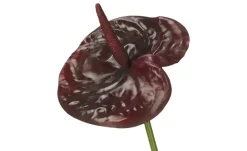 Kunstblume Anthurium