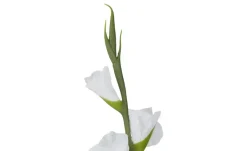 Kunstblume Gladiole