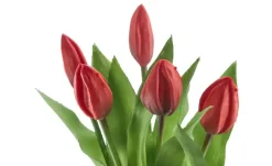Tulpenbund 5fach