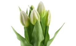 Tulpenbund 5fach